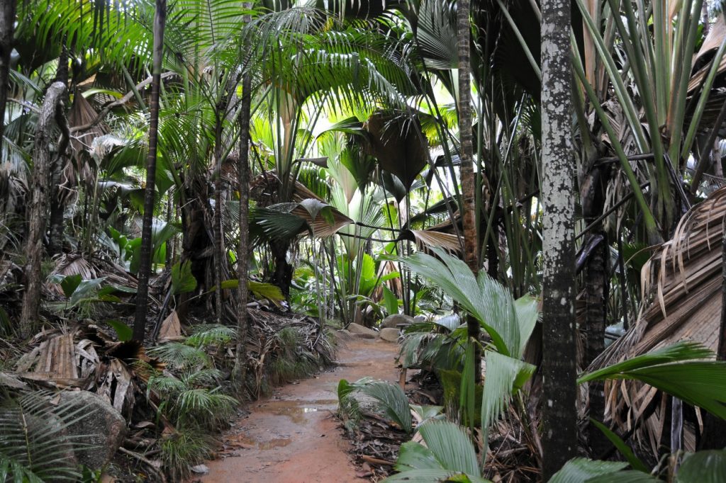 valle de mai