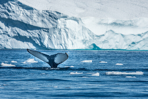 greenland, 