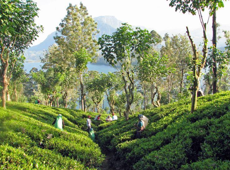 sri lanka,
