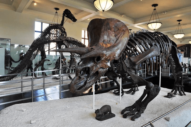 museum of natural history nyc