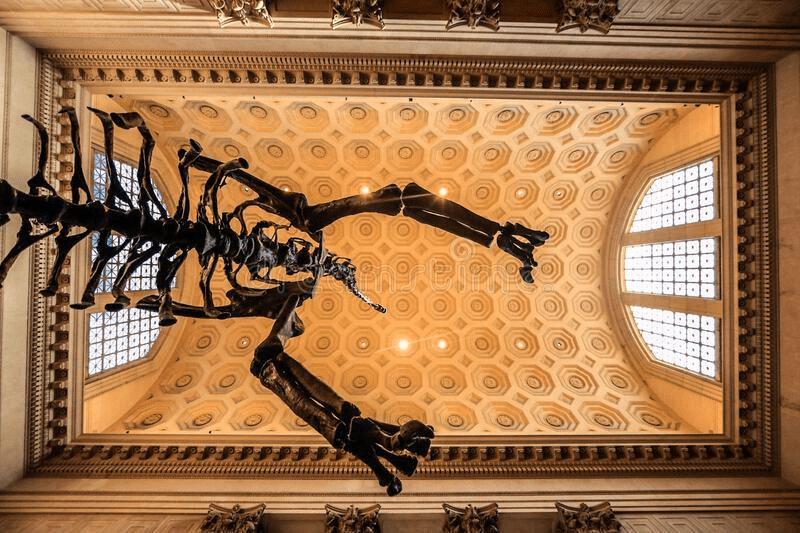 museum of natural history nyc