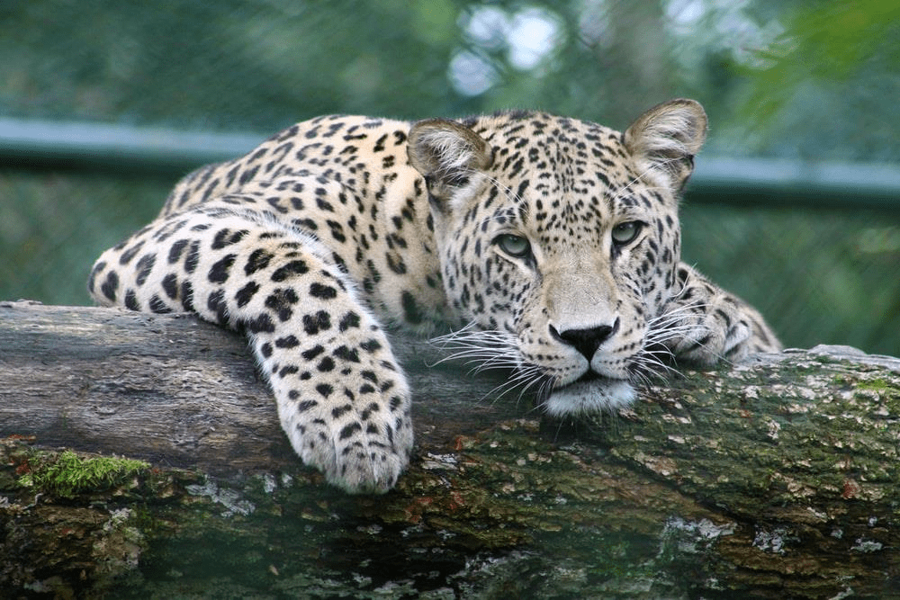 leopard, mountain,