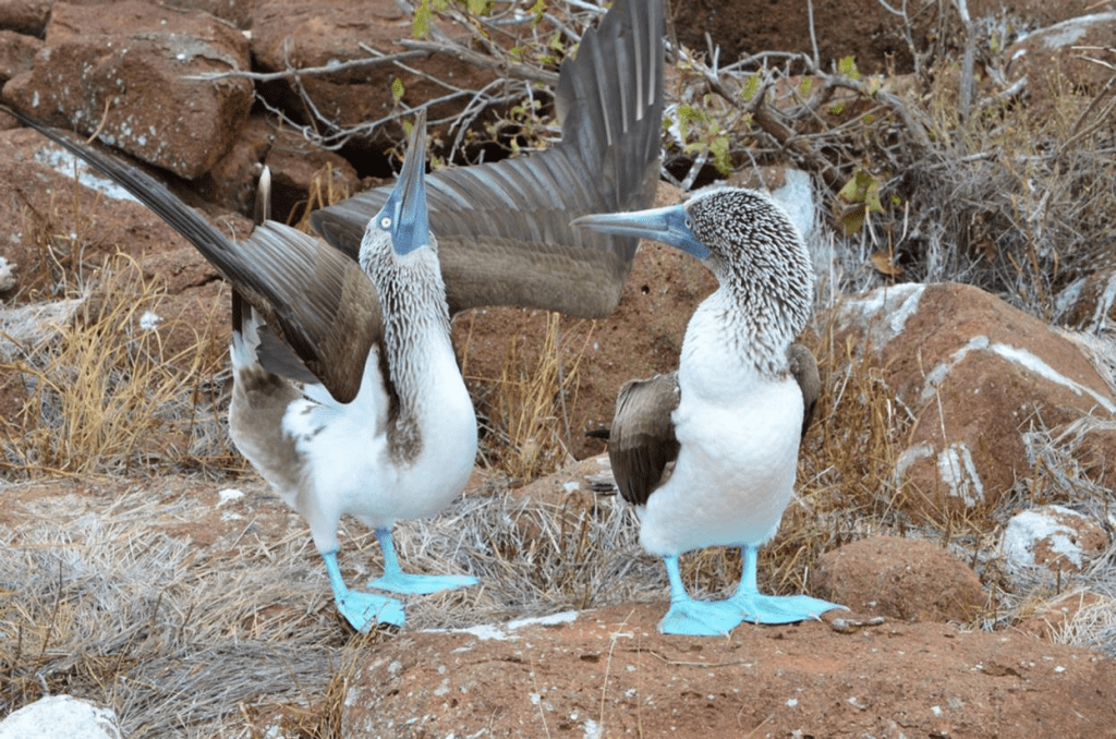 galapagos islands,