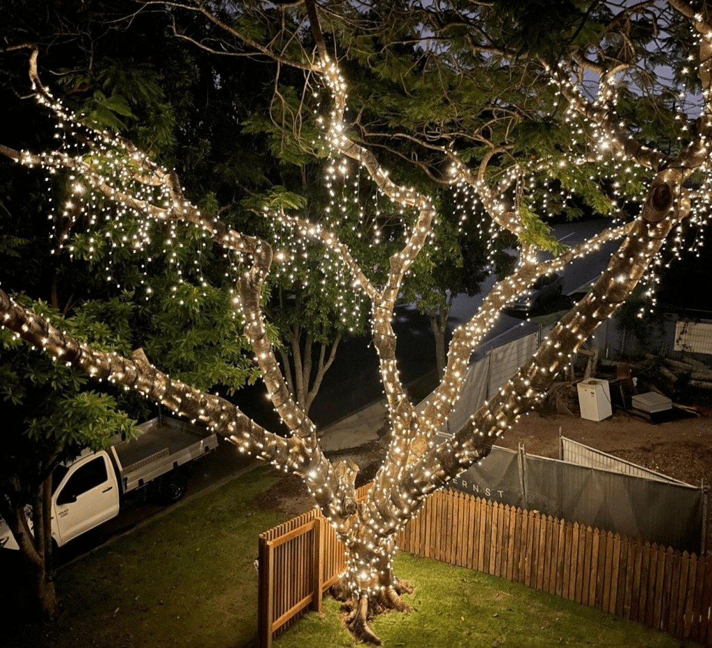 christmas trees,