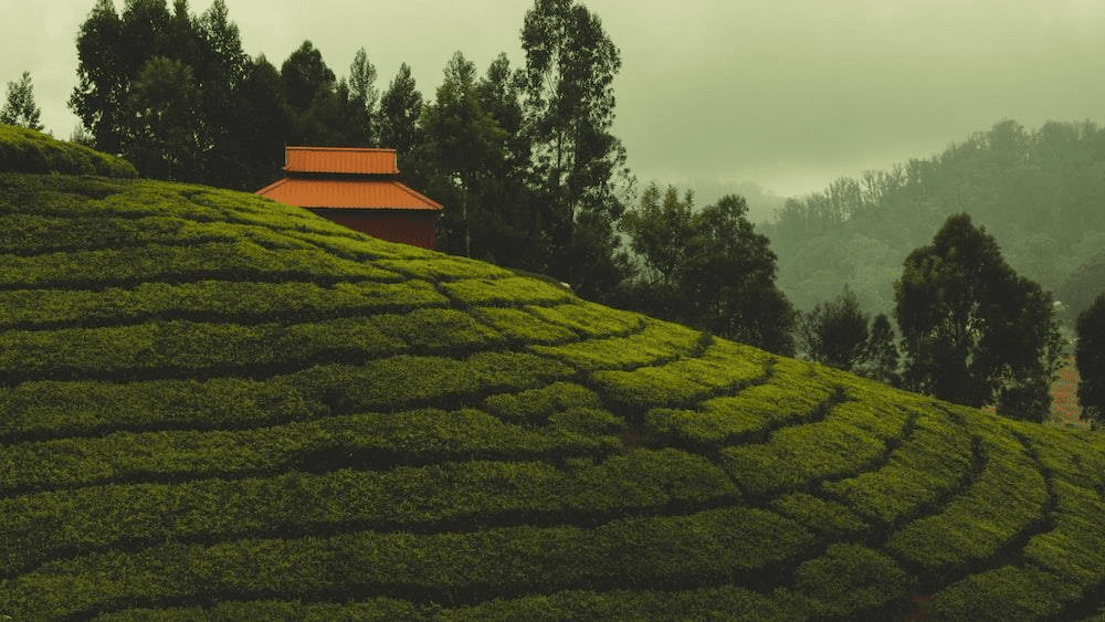 ooty,