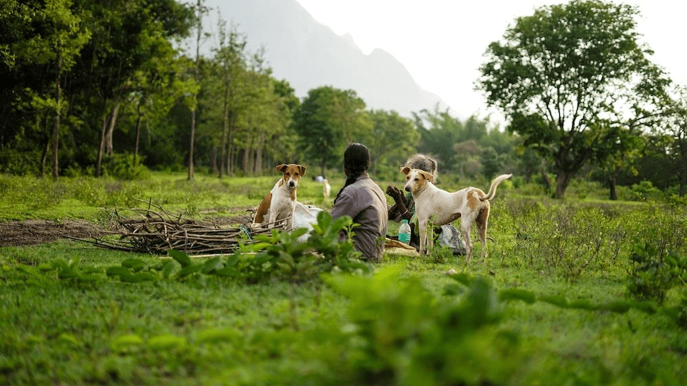 20 Best things to do in Ooty,