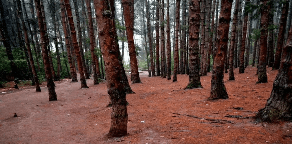 20 Best things to do in Ooty,