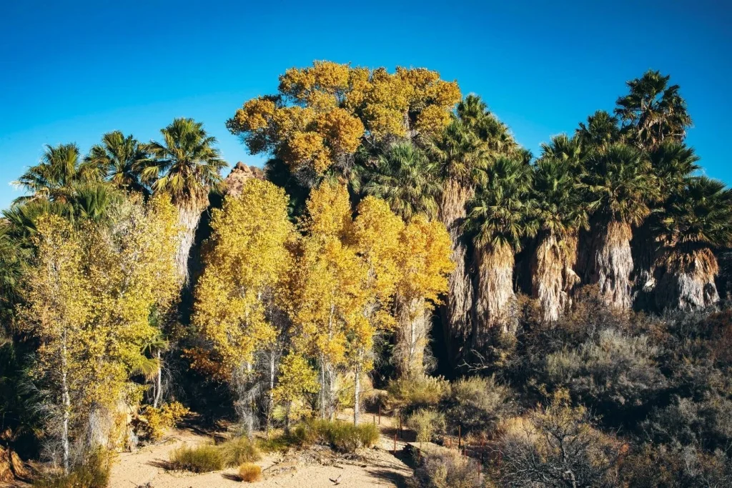 joshua tree national park,