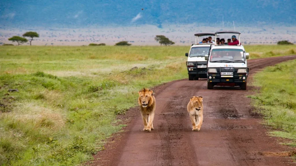 Game-drives-MASAI-MARA