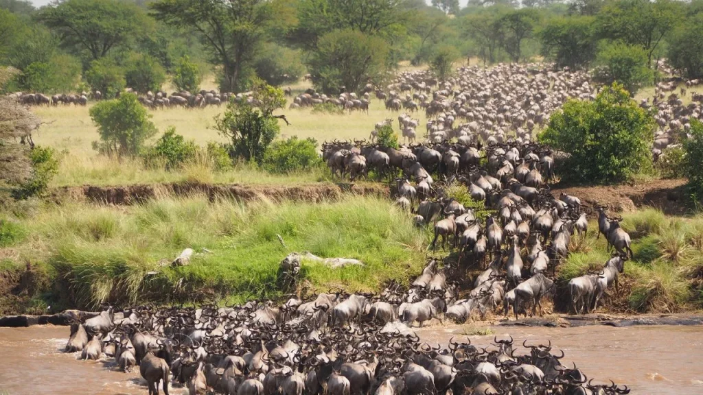WILD-BEAST-MIGRATION-MASAI-MARA
