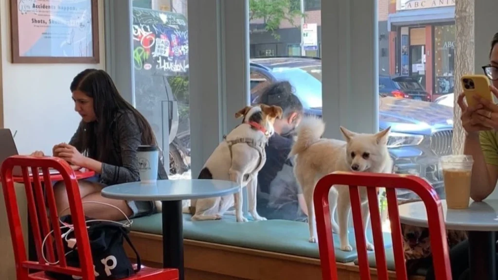 Boris-Horton-Dog-Friendly-Restaurants