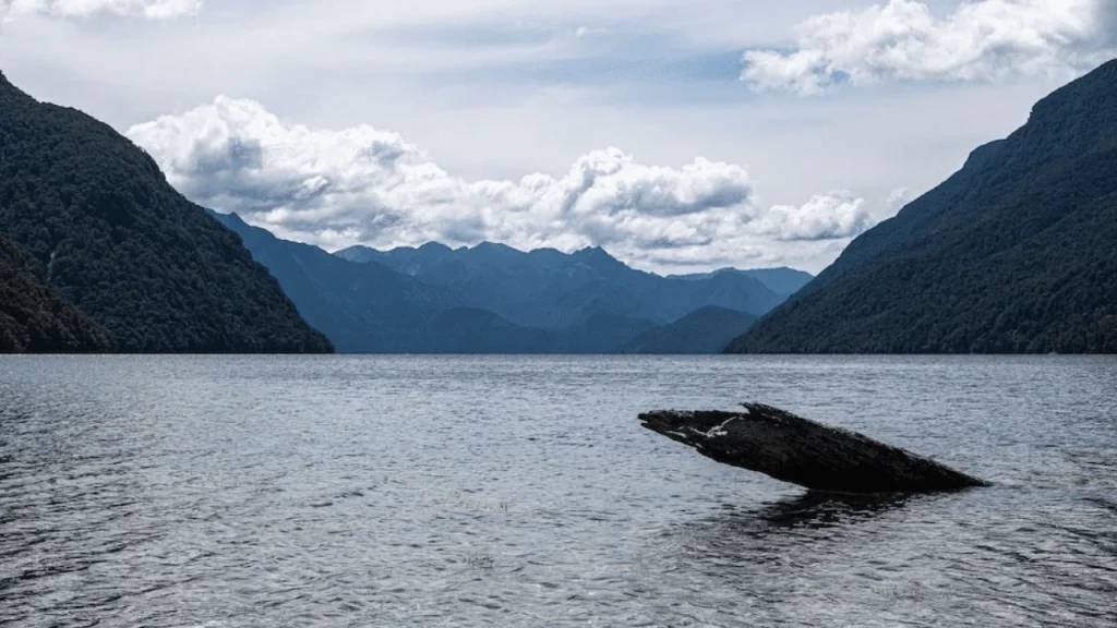 Head to Kaikoura for whale-spotting-Things To Do In New Zealand