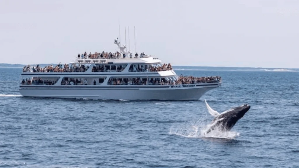 Hyannis Whale Watcher Cruises-Things To Do In Massachusetts
