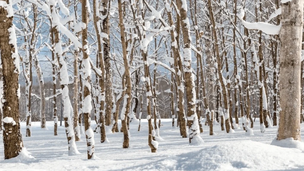 Niseko-Best Places To Visit In Japan
