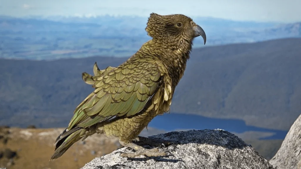 Spot Kiwis in the wilderness-Things To Do In New Zealand