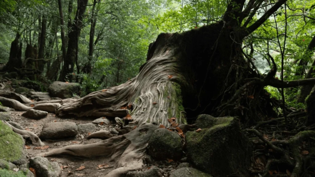 Yakushima-Best Places To Visit In Japan