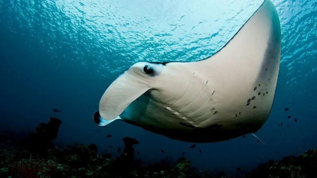 Befriend-Some-Manta-Rays-Things-to-do-in-Hawaii