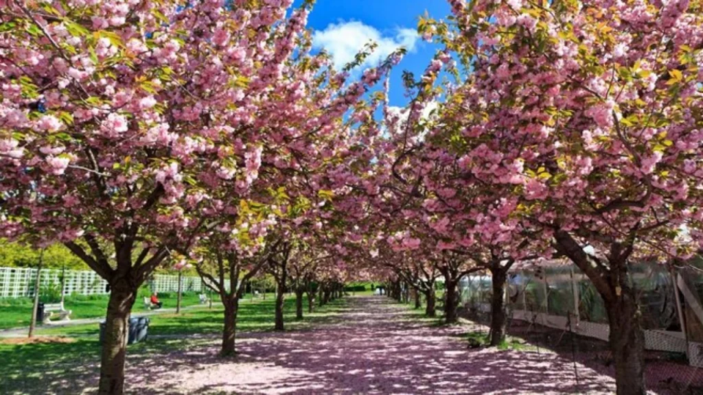 Brooklyn Botanic Garden-Best Things to Do in New York