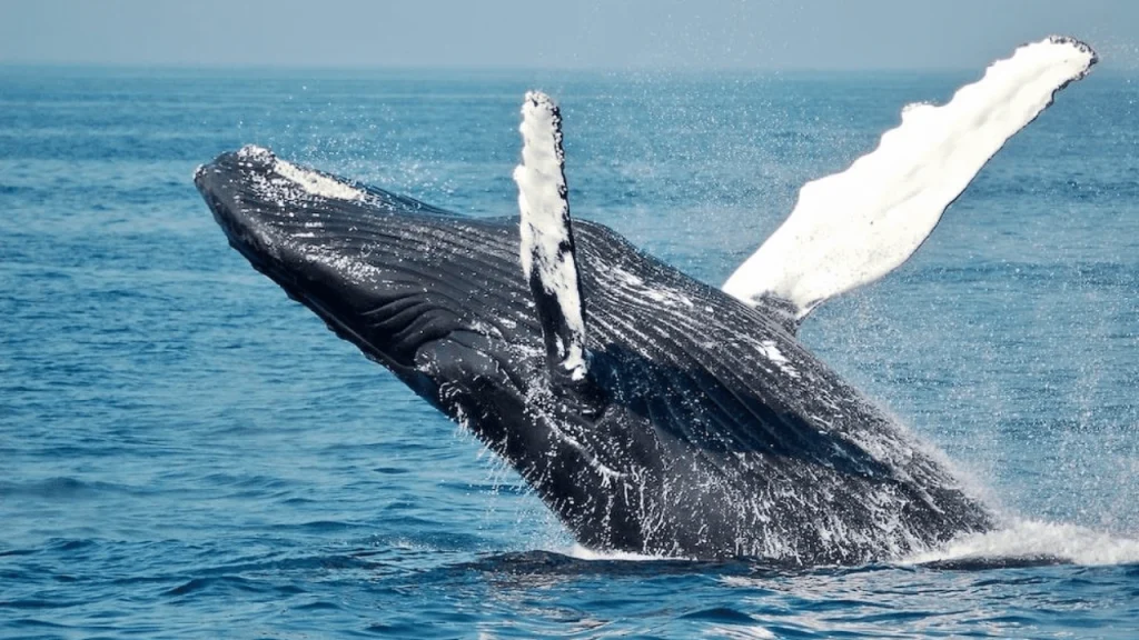 Go-Whaling-Things-to-do-in-Hawaii