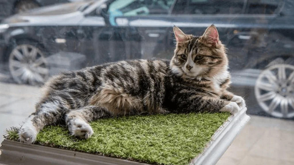 dinha's cat emporium-Things to Do in Shoreditch