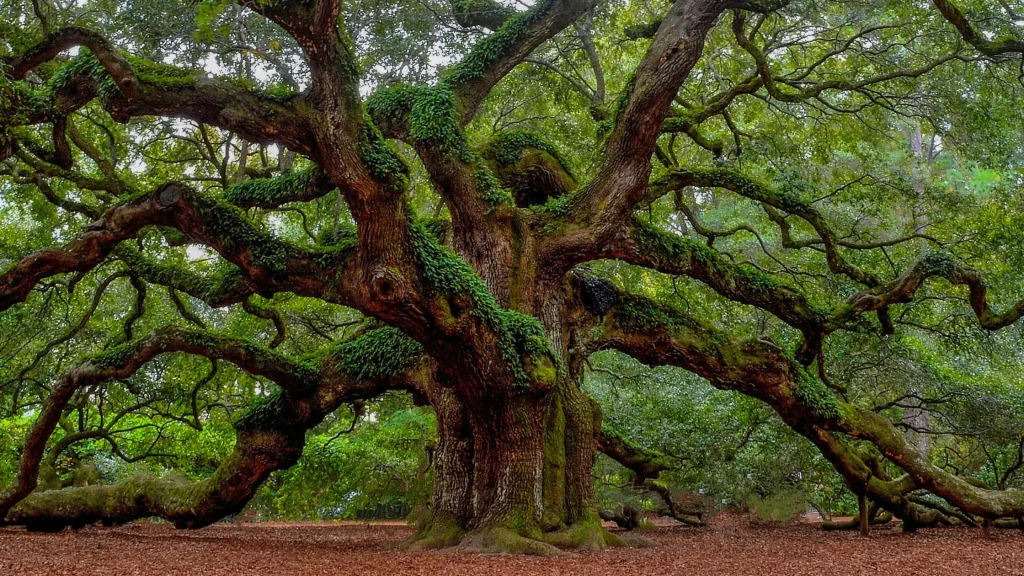 Charleston-Spring-Break-Destination